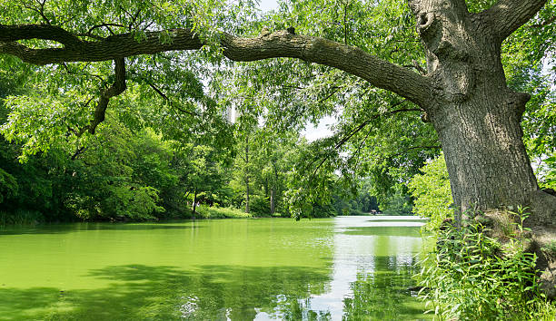 Algal Blooms